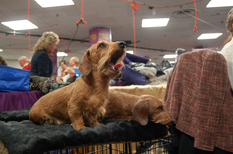 Illustration for article titled Picking Up Scraps At The Westminster Dog Show